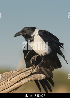 Porträt einer pied Crow sitzen auf einer Lodge Stockfoto