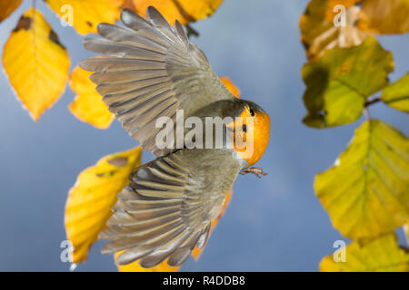 Rotkehlchen, fliegend, im Flug, Flugbild, Erithacus rubecula, Robin, Robin, Robin redbreast, Flug, Fliegen, Le Rouge-Gorge familier Stockfoto