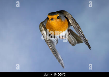 Rotkehlchen, fliegend, im Flug, Flugbild, Erithacus rubecula, Robin, Robin, Robin redbreast, Flug, Le Rouge-Gorge familier Stockfoto