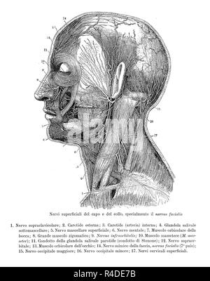 Vintage Abbildung: Anatomie, Querschnitt der menschlichen Kopf und Hals mit Beweis der oberflächlichen Nerven, anatomische Beschreibungen in Italienisch Stockfoto