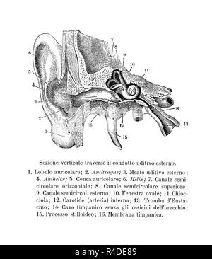 Vintage Abbildung: Anatomie, Querschnitt der menschlichen Ohrmuschel und Gehörgang mit anatomischen Beschreibungen in Italienisch Stockfoto