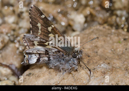 Kurze - Skipper, Zestusa dorus, männliche Schlamm tailed-puddling Stockfoto