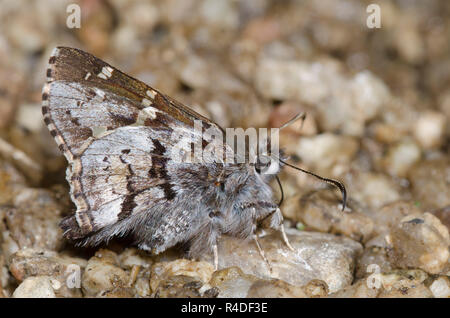 Kurze - Skipper, Zestusa dorus, männliche Schlamm tailed-puddling Stockfoto