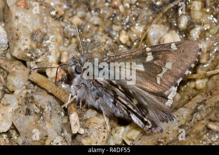 Kurze - Skipper, Zestusa dorus, männliche Schlamm tailed-puddling Stockfoto