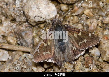 Kurze - Skipper, Zestusa dorus, männliche Schlamm tailed-puddling Stockfoto