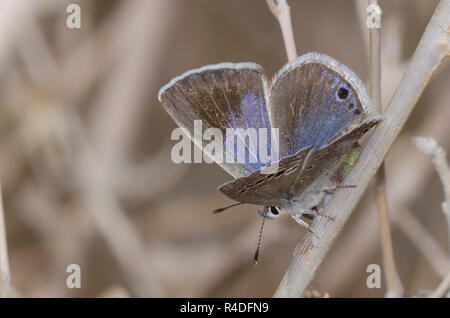 Reakirt Blue's, Echinargus Isola, Weiblich Stockfoto