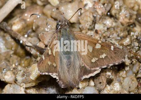 Kurze - Skipper, Zestusa dorus, männliche Schlamm tailed-puddling Stockfoto