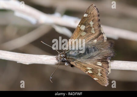 Kurze - Skipper, Zestusa dorus, männliche tailed Stockfoto