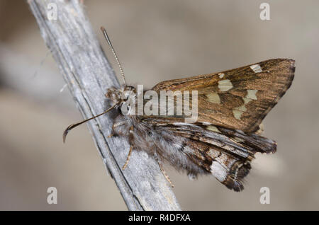 Kurze - Skipper, Zestusa dorus, männliche tailed Stockfoto