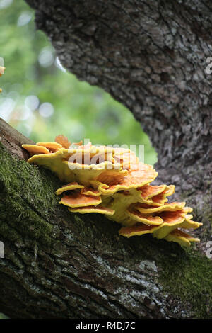 Krabbe - von - die - Holz, auch als Schwefel Schwefel polypore, Regal, und Hühnchen - von - die - Holz Stockfoto