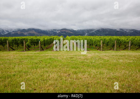 Waiarau Fluss Weinberg, Weingut, Rapaura, Neuseeland, Südinsel Stockfoto