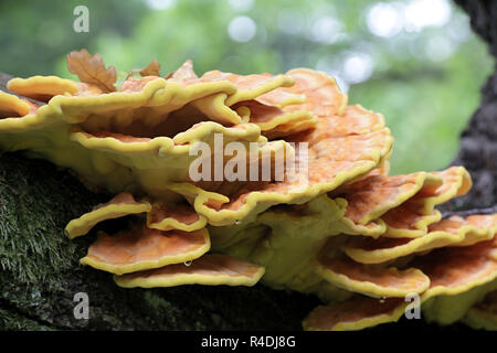 Krabbe - von - die - Holz, auch als Schwefel Schwefel polypore, Regal, und Hühnchen - von - die - Holz Stockfoto