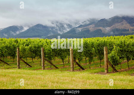 Waiarau Fluss Weinberg, Weingut, Rapaura, Neuseeland, Südinsel Stockfoto