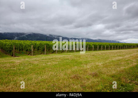 Waiarau Fluss Weinberg, Weingut, Rapaura, Neuseeland, Südinsel Stockfoto