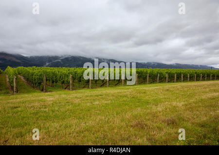 Waiarau Fluss Weinberg, Weingut, Rapaura, Neuseeland, Südinsel Stockfoto