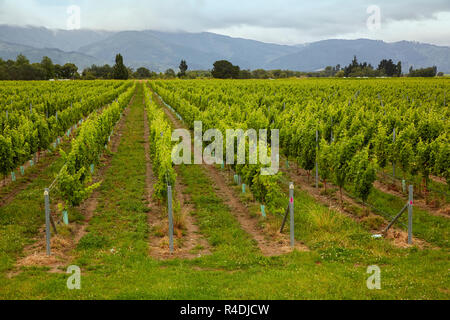 Waiarau Fluss Weinberg, Weingut, Rapaura, Neuseeland, Südinsel Stockfoto