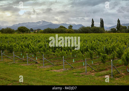 Waiarau Fluss Weinberg, Weingut, Rapaura, Neuseeland, Südinsel Stockfoto