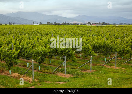 Waiarau Fluss Weinberg, Weingut, Rapaura, Neuseeland, Südinsel Stockfoto