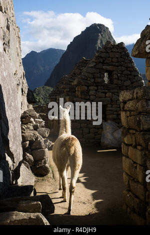 Lama spazieren in Machu Picchu Stockfoto