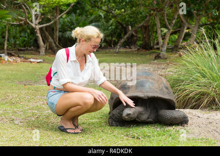 Fütterung von Aldabra-Riesenschildkröten auf Curieuse Island, Seychelles Tourist. Stockfoto