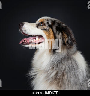 Kopf schoss der schönen nach Australian Shephard Hund suchen eigenes Profil. Mund mit Zunge. Auf schwarzem Hintergrund isoliert. Stockfoto