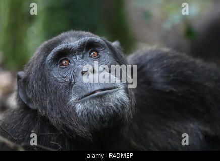 Eine dominierende männliche Gemeinsame Schimpanse (Pan troglodytes) entspannt nach einem Morgen auf Nahrungssuche. Kibale Forest Nationalpark, Uganda. Stockfoto