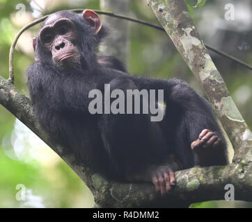 Eine unreife Gemeinsame Schimpanse (Pan troglodytes) mit seinem rosa Gesicht und Ohren Uhren die Erwachsenen unten aus, um die Sicherheit eines Baumes. Kibale Forest Nationa Stockfoto