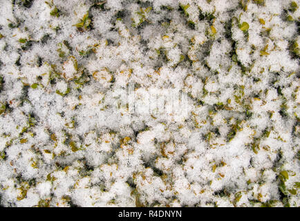 Frisch gefallenen Schnee auf die Blätter der Pflanze im Garten. Textur Hintergrund Weihnachten Stockfoto