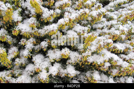 Frisch gefallenen Schnee auf die Blätter der Pflanze im Garten. Textur Hintergrund Weihnachten Stockfoto