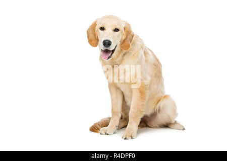 Junge Beautiul golden Retriever Hund Stockfoto