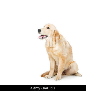 Junge Beautiul golden Retriever Hund Stockfoto