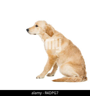 Junge Beautiul golden Retriever Hund Stockfoto