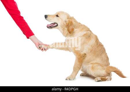 Junge Beautiul golden Retriever Hund Stockfoto