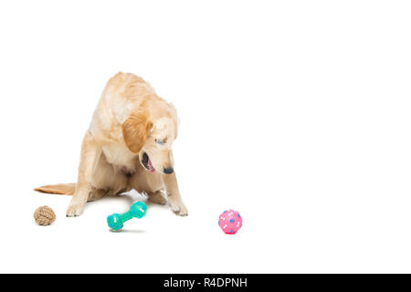 Junge Beautiul golden Retriever Hund Stockfoto