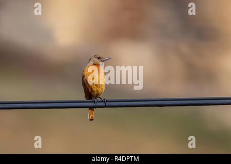 Cape Rock - soor Monticola rupestris Sani Pass. Kwazulu-Natal, Südafrika, 31. August 2018 erwachsene Frau Muscicapidae Stockfoto