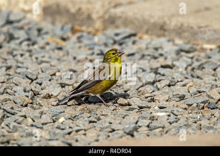 Basutogirlitz Crithagra symonsi Sani Mountain Lodge, Kwazulu-Natal, Südafrika, 31. August 2018 erwachsenen männlichen Fringillidae Stockfoto