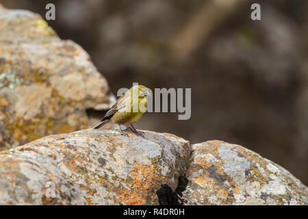 Basutogirlitz Crithagra symonsi Sani Mountain Lodge, Kwazulu-Natal, Südafrika, 31. August 2018 erwachsenen männlichen Fringillidae Stockfoto