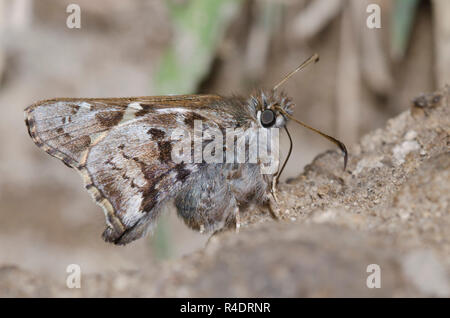 Kurze - Skipper, Zestusa dorus, männliche Schlamm tailed-puddling Stockfoto