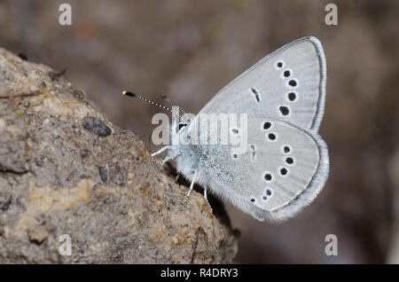 Silber-Blau, Glaucopsyche lygdamus, Schlamm - puddling Stockfoto