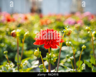 Dahlia Blumen sprießen mit Knospen in einem Gewächshaus Feld Stockfoto