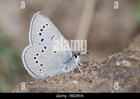 Silber-Blau, Glaucopsyche lygdamus, Schlamm - puddling Stockfoto