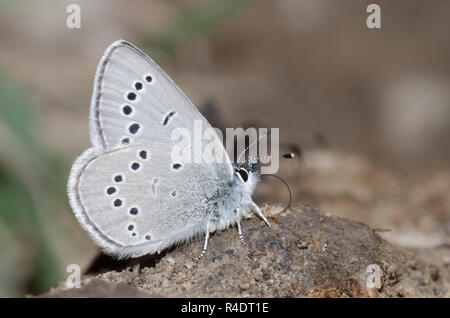 Silber-Blau, Glaucopsyche lygdamus, Schlamm - puddling Stockfoto