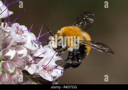Hummel - nachahmen, Anthophora Anthophora bomboides, nectaring aus scorpionweed, Phacelia sp. Stockfoto
