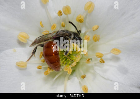 Schweiß Biene, Sphecodes sp., nectaring von Apache Plume, Fallugia paradoxa Stockfoto