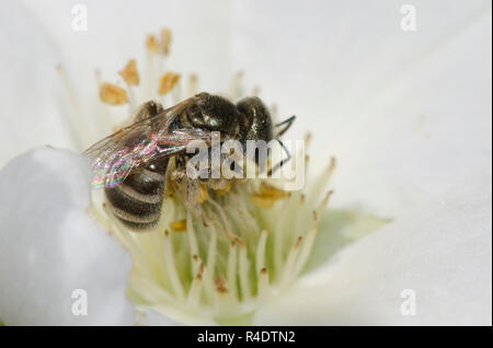 Schweiß Biene, Halictus tripartitus, nectaring von Apache Plume, Fallugia paradoxa Stockfoto