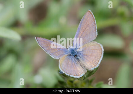 Marine Blau, Leptotes marina, männlich Stockfoto