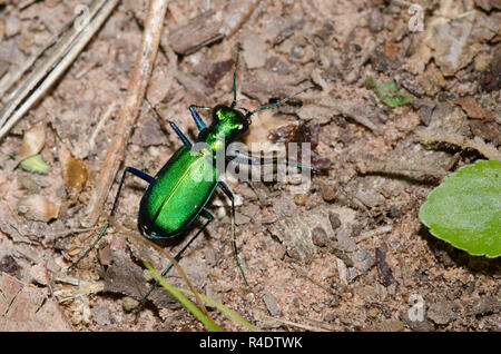 Six-Spotted Tiger Beetle, Cicindela sexguttata Stockfoto