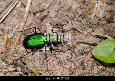 Six-Spotted Tiger Beetle, Cicindela sexguttata Stockfoto