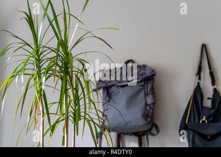 Lila Schule Rucksack an der Wand hängen - isoliertes Objekt mit weißem Hintergrund mit grünen Pflanze Neben es Stockfoto