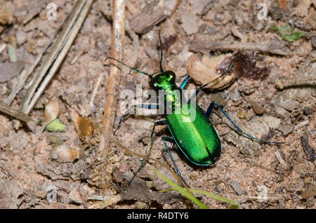 Six-Spotted Tiger Beetle, Cicindela sexguttata Stockfoto